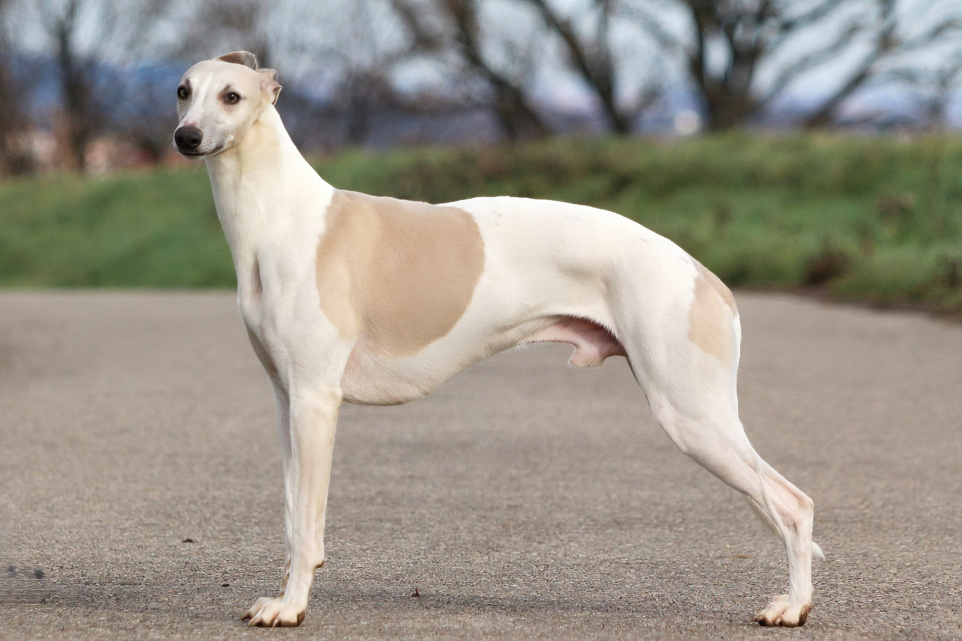 Aaniston Redefining Top Class (Sans Affixe)