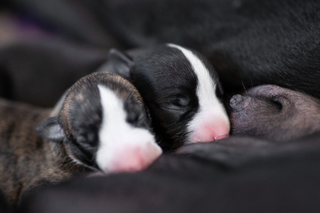 Les bébés d'Iris et Atlas sont nés !