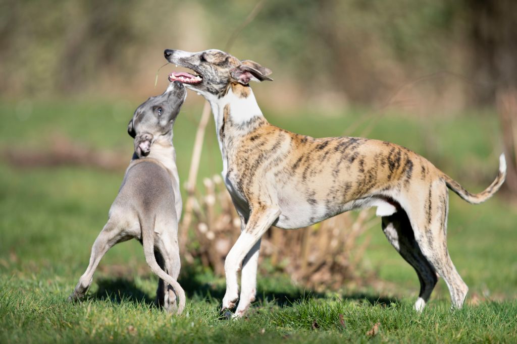 Les bébés de Dany et Gizmo disponibles  !