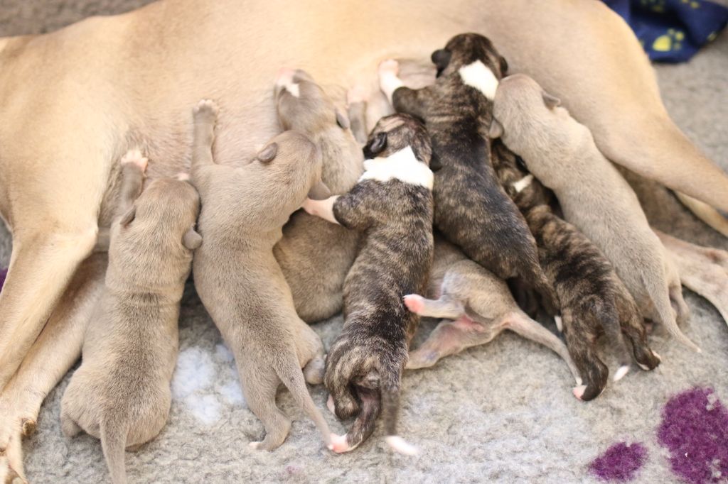 Chiot Whippet Lazyjil Jewels