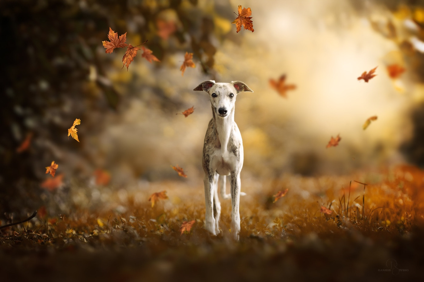 Lazyjil Jewels - Chiots disponibles - Whippet