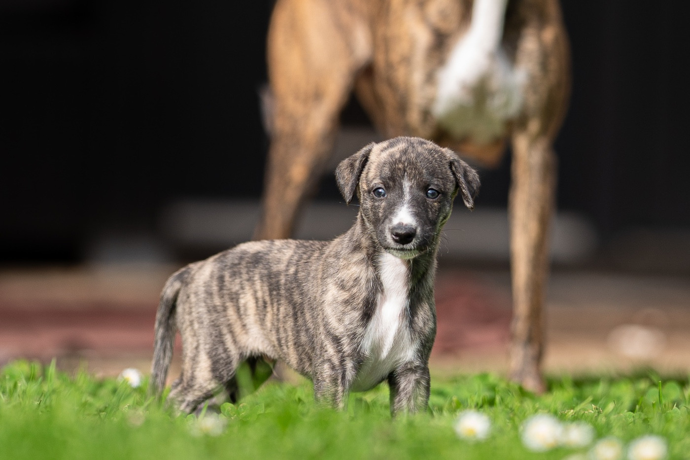 Lazyjil Jewels - Chiots disponibles - Whippet