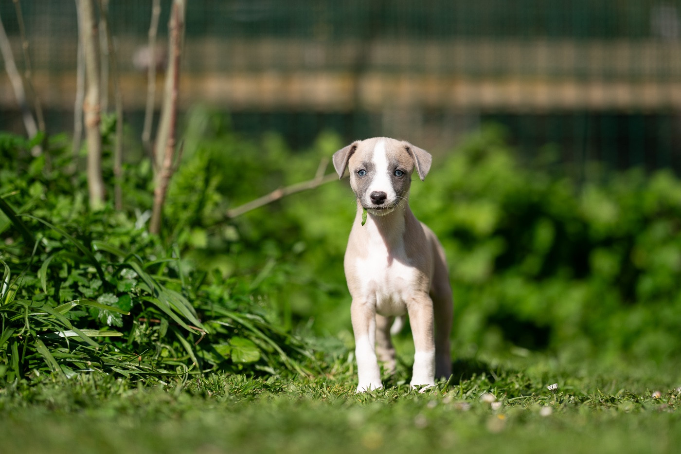 Lazyjil Jewels - Chiots disponibles - Whippet