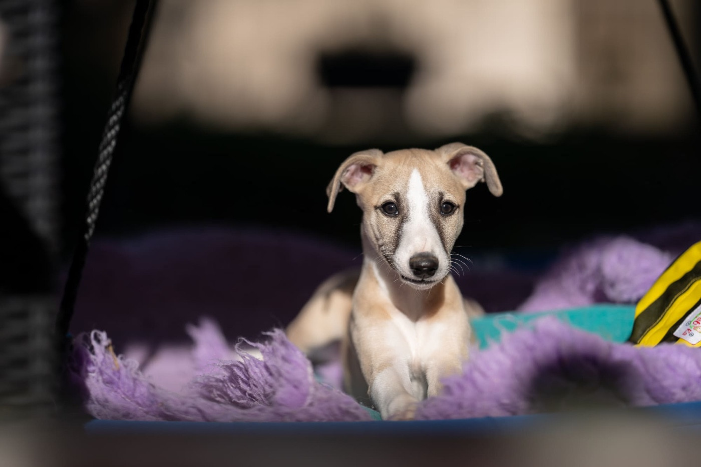 Lazyjil Jewels - Chiots disponibles - Whippet