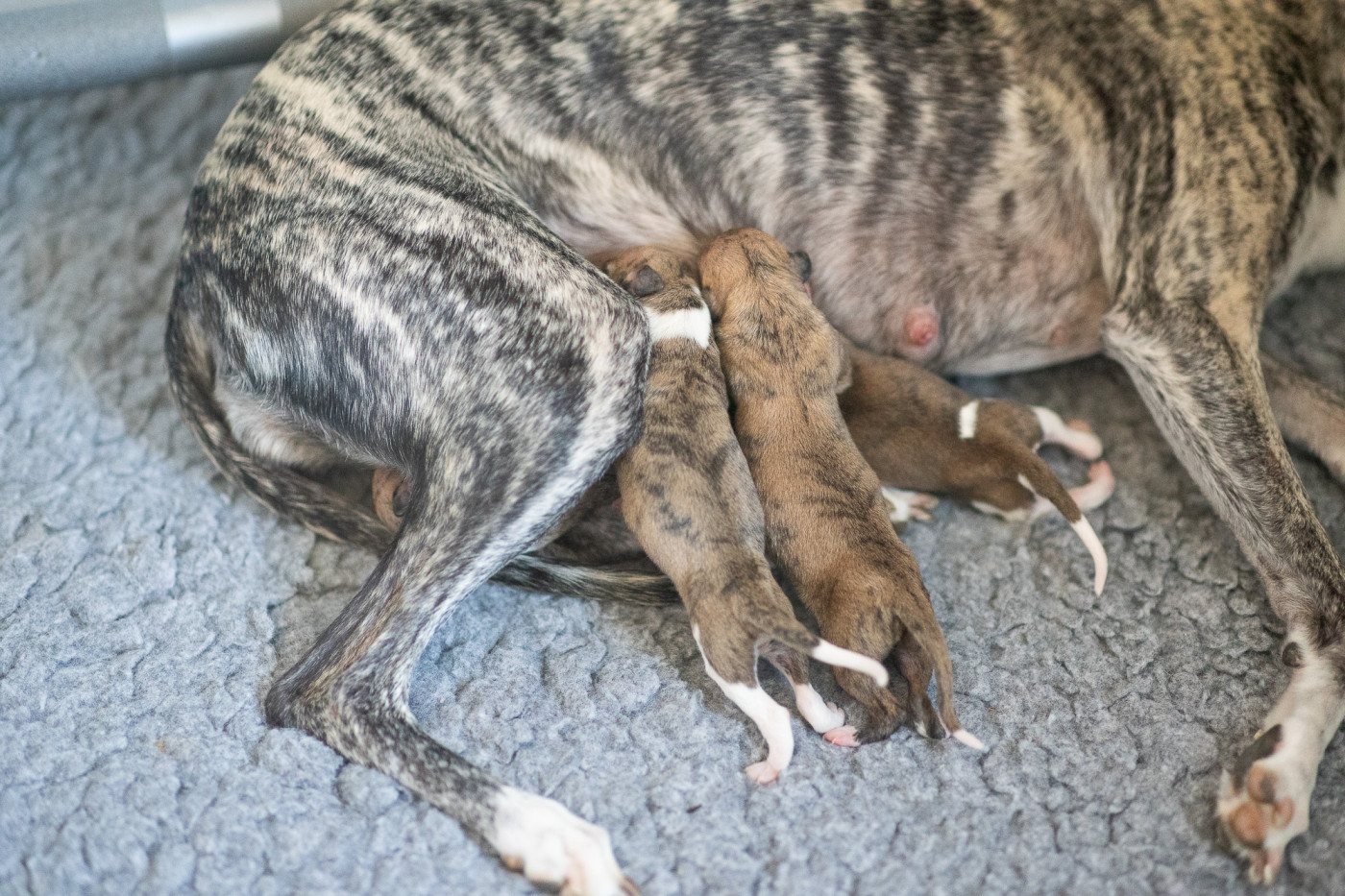 Chiot Whippet Lazyjil Jewels