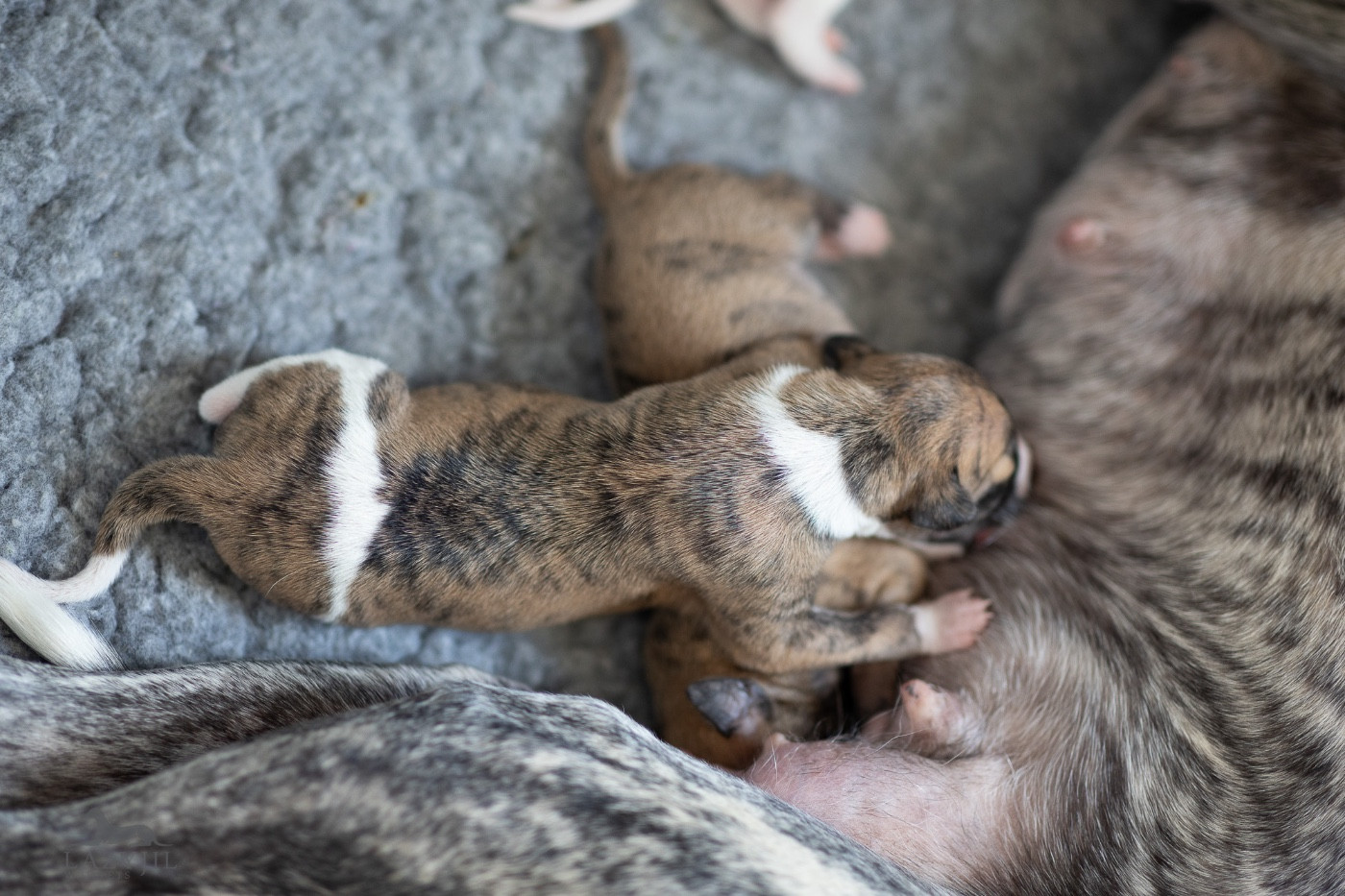 Lazyjil Jewels - Chiots disponibles - Whippet