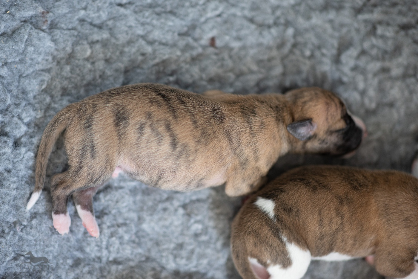 Lazyjil Jewels - Chiots disponibles - Whippet