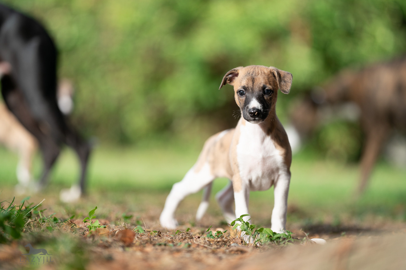 Lazyjil Jewels - Chiots disponibles - Whippet