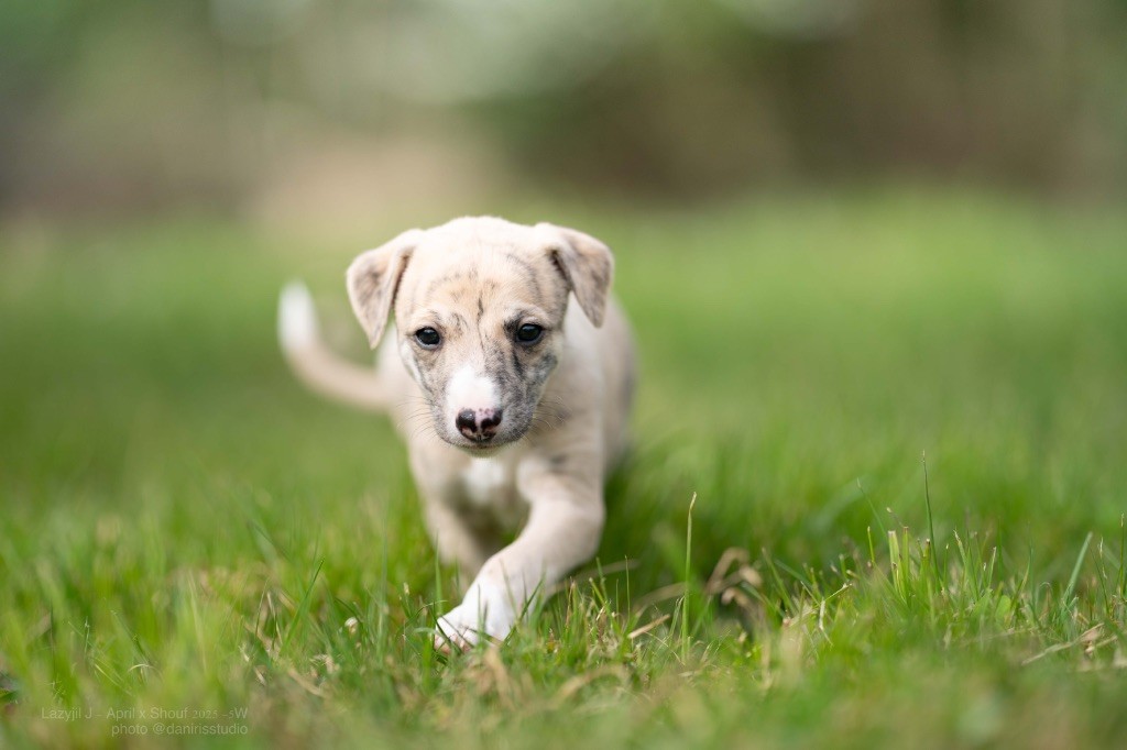 Lazyjil Jewels - Chiots disponibles - Whippet