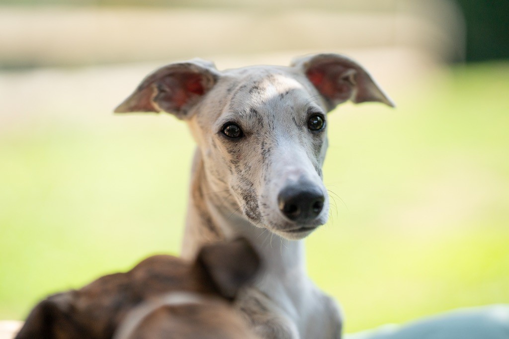 Lazyjil Jewels - Chiots disponibles - Whippet