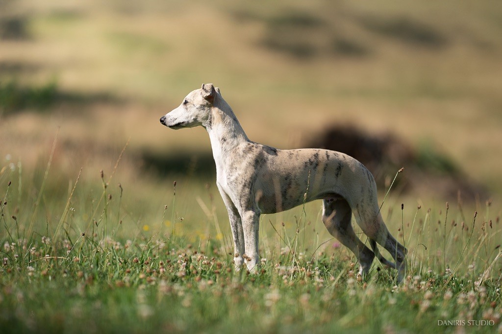 Lazyjil Jewels - Chiots disponibles - Whippet