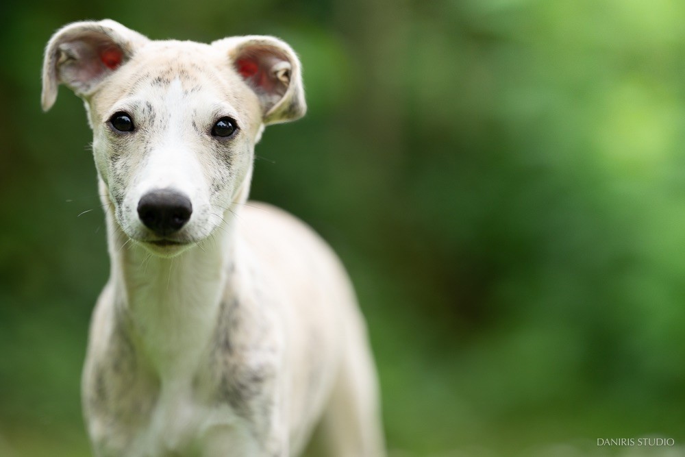 Lazyjil Jewels - Chiots disponibles - Whippet