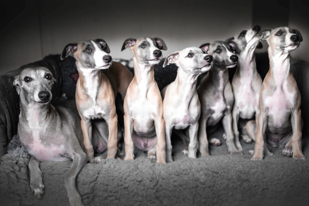 Chiot Whippet Lazyjil Jewels