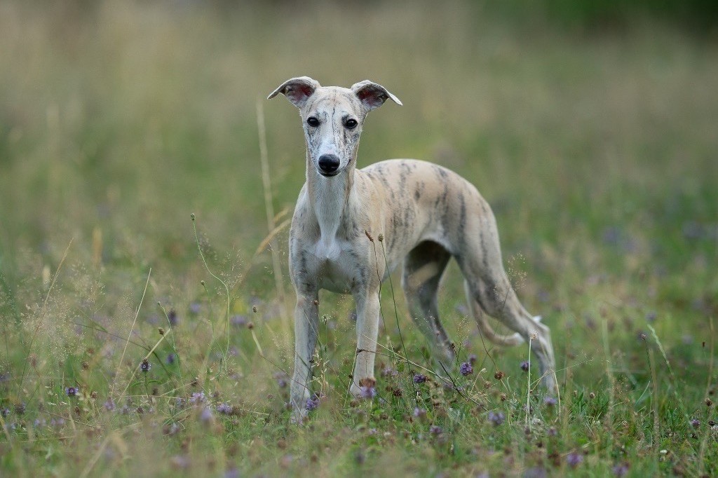 Lazyjil Jewels - Chiots disponibles - Whippet