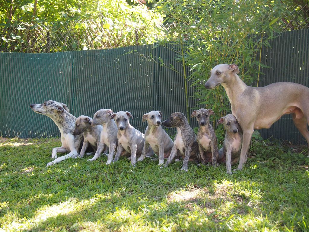 Chiot Whippet Lazyjil Jewels